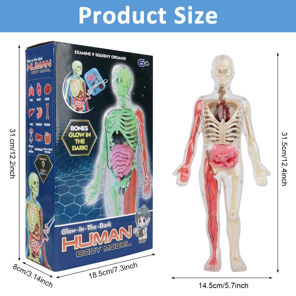 PATPAT 32 Pieces DIY Assembly Human Skeleton Model Organs Models Kit Glow in The Dark Skeleton Toys Kids Educational Biology Class Tool for Kids Age 6+