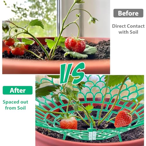 HASTHIP Strawberry Suppoort 10.49 inches Diameter Plastic Strawberry Fruits Support Grid Support Strawberry Fruits Holder Fruits Support Rack Prevent Decay