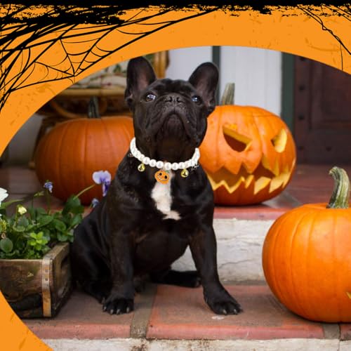 Qpets 1Pcs Halloween Cat Collar Cat Beaded Collar Necklace Plastic Pearl Beaded Necklace with Halloween Smile Pumpkin Charms & Bells 22cm Diameter Small Cat Puppy Halloween Collar Necklace