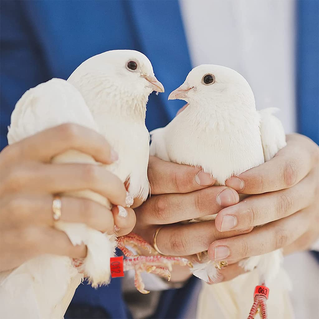 Qpets 100 Pcs Bird Leg Rings-Numbered, Bird Identification Word Shaped Foot ringsLeg Bands Poultry, Leg Bands Clip on Leg Rings for Bantam Finch Dove Pigeons Lovebird Coturnix Quail