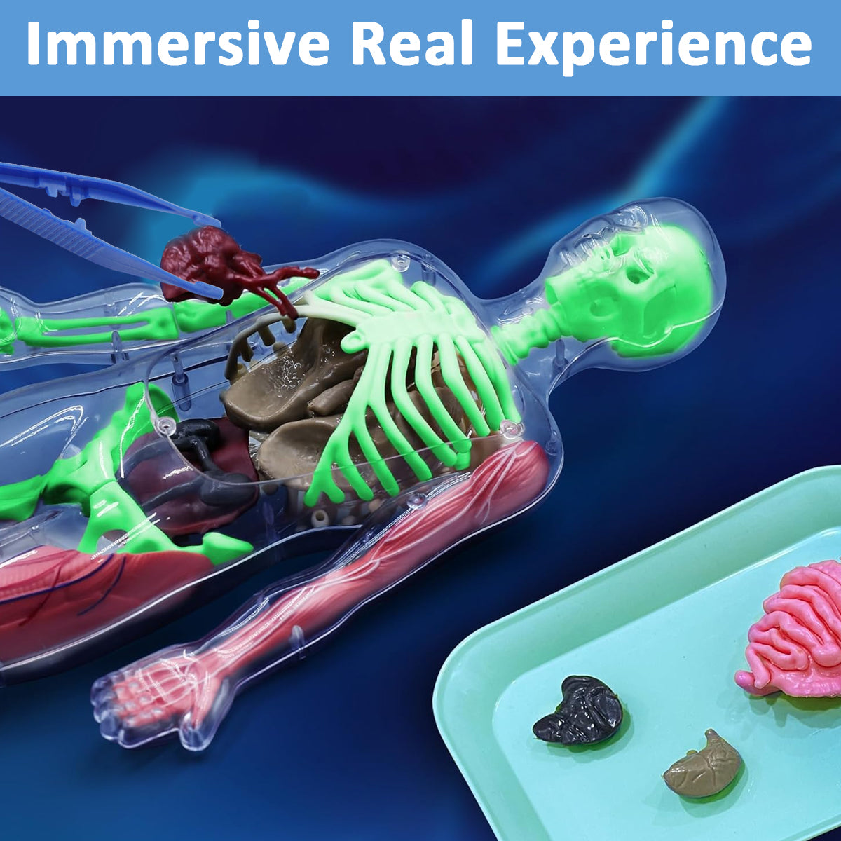 PATPAT 32 Pieces DIY Assembly Human Skeleton Model Organs Models Kit Glow in The Dark Skeleton Toys Kids Educational Biology Class Tool for Kids Age 6+