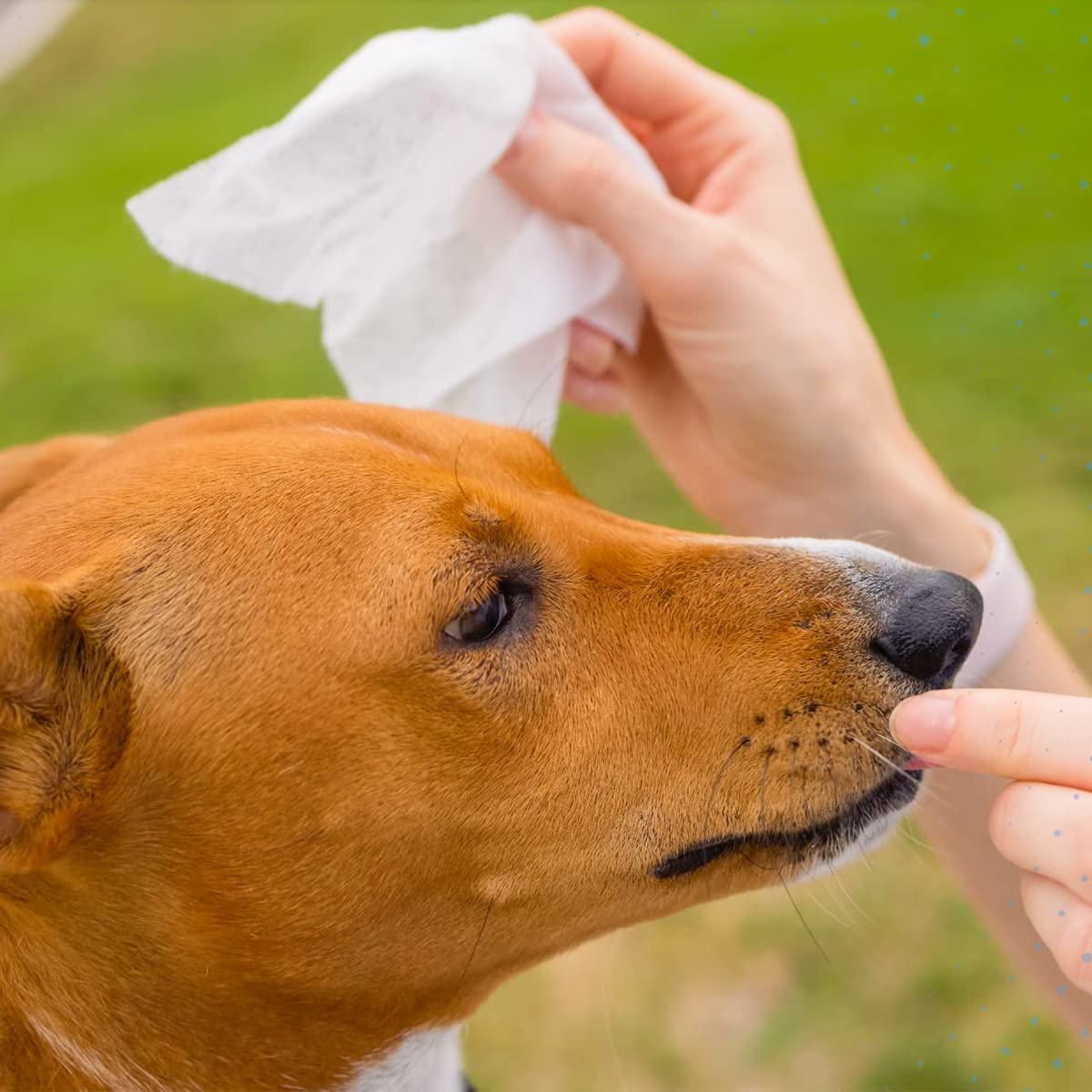 Qpets 6 Pack AlcoholFree Pet Wipes Dogs AlcoholFree, Cat Dog Wipes, Wipes Pet Use Tear Stain Remover Wipes, Dog Wipes for Eye Ear Butt, Ear Cleaner Pads, Wet Wipes for Dog(80 Sheet/Pack)