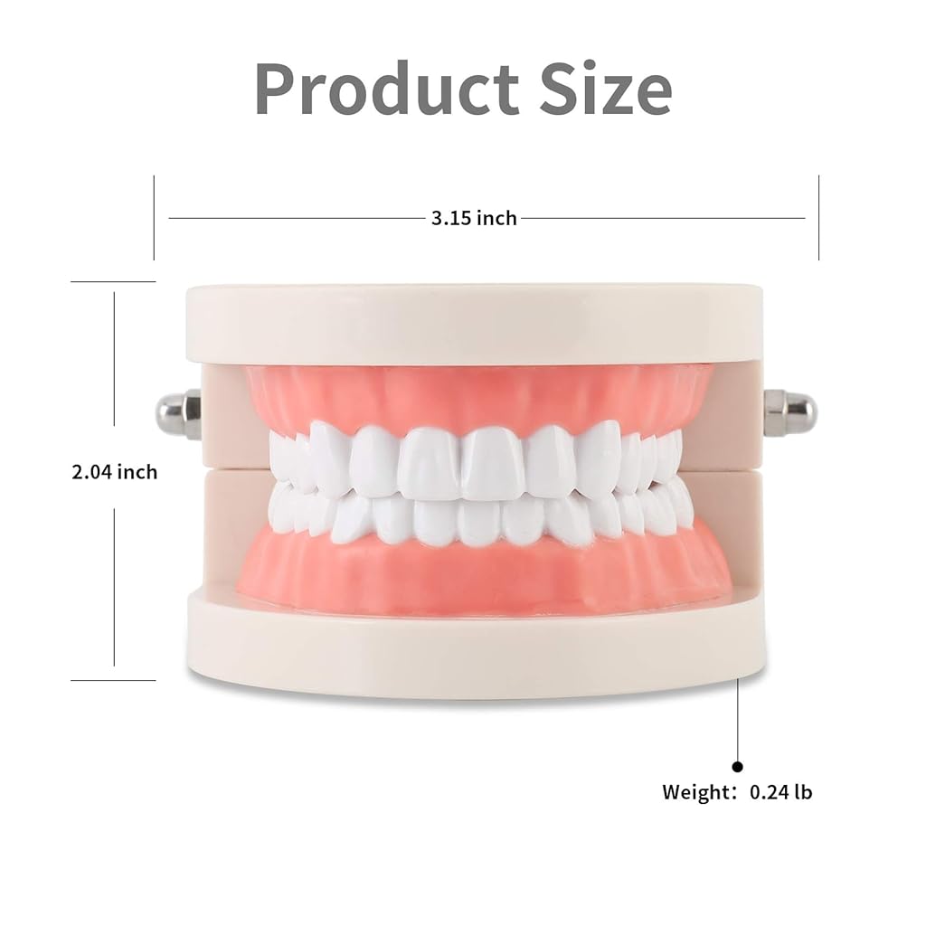 ZIBUYU® Dental Teeth Model Teaching Kids to Brush Standard Dental Teeth Model Dentist Demonstration Denture Model for Studying, Displaying - 2PCS