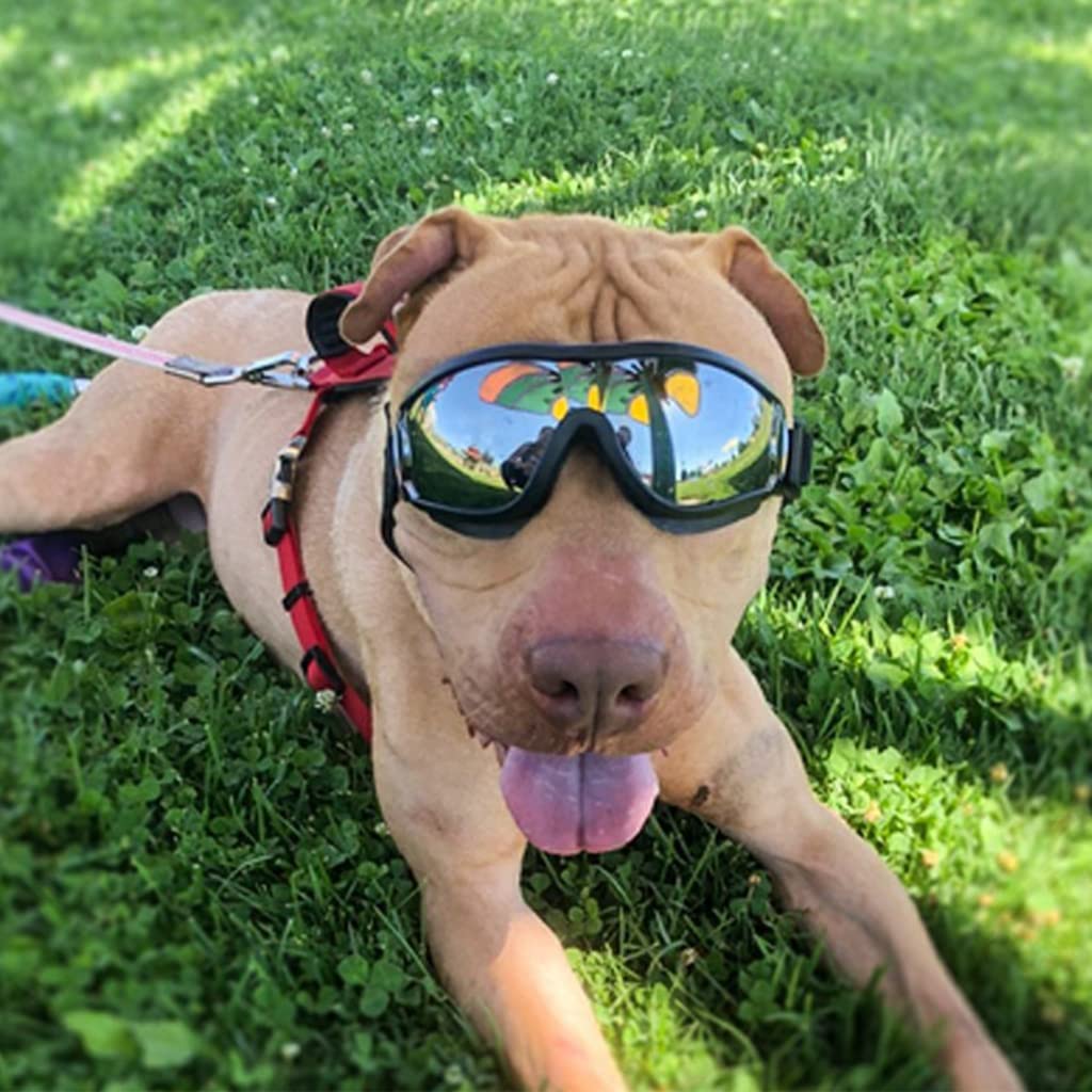 Qpets Dog Goggles Sunglasses for Outdoor Walking, Windproof Dustproof Goggle for Dogs UV Protection Goggles with Dual Adjustable Straps for Medium or Large Dog Fun Goggle for Dogs