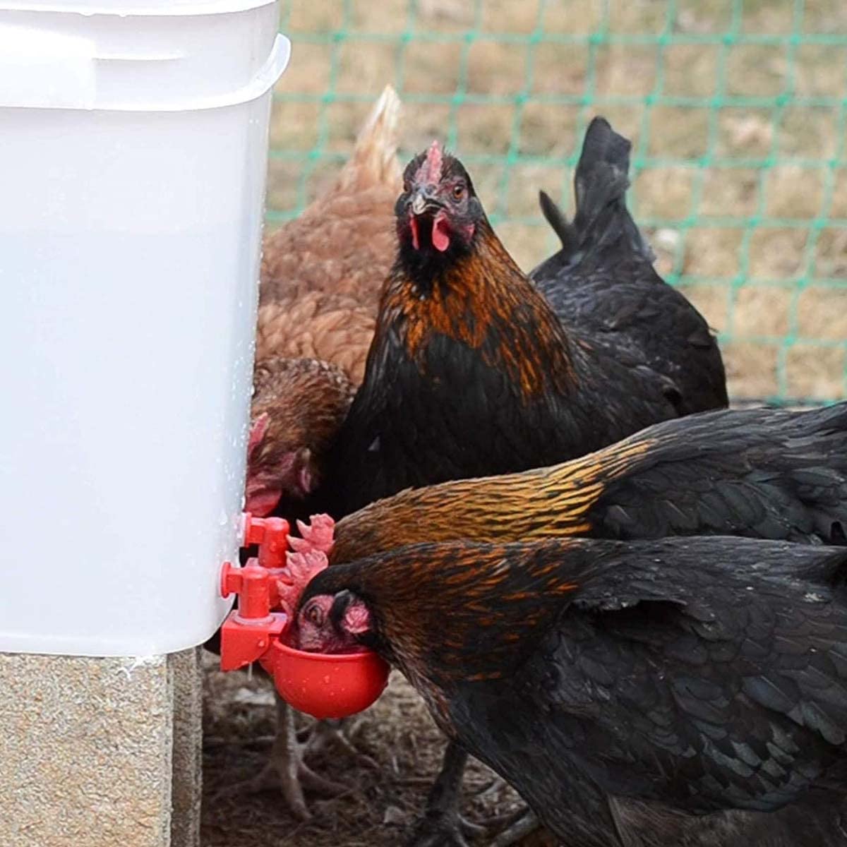 HASTHIP 6 Pcs Chicken Feeder Cup, Poultry Farm Equipment, Chicken Drinking Cup On Barrel Chicken Feeder and Drinker Auto Refill Water, Chicken Duck Drinker Chicken Water Cup for Poultry