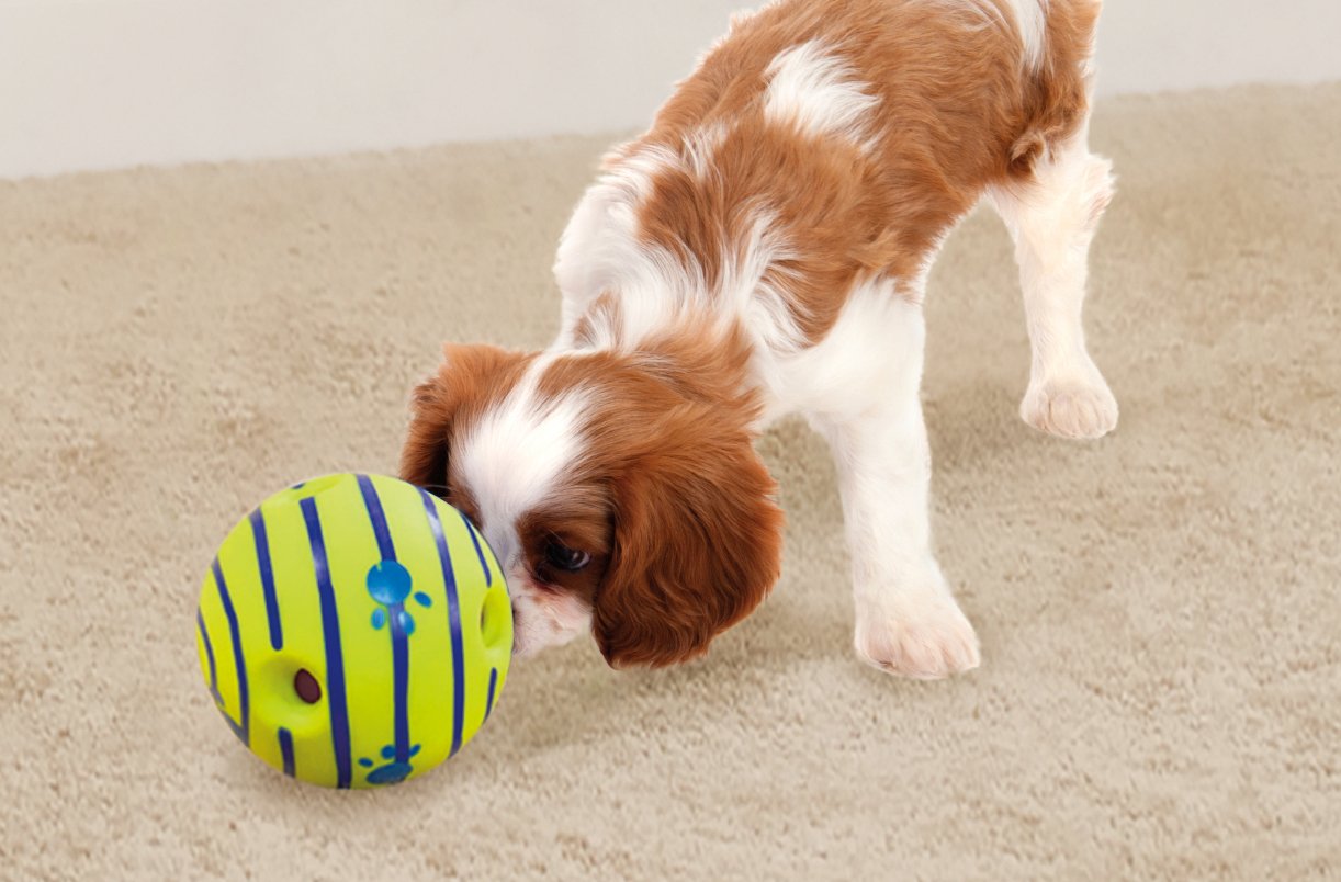 Qpets Dog Toy Balls, 5.5 Inch Dog Chasing Chew Ball Interactive Pet Toy Ball Fun Bouncing Giggle Ball, PVC Dog Molar Chew Ball Funny Pet Ball Chewing Toy Ball Toy for Medium Large Dogs
