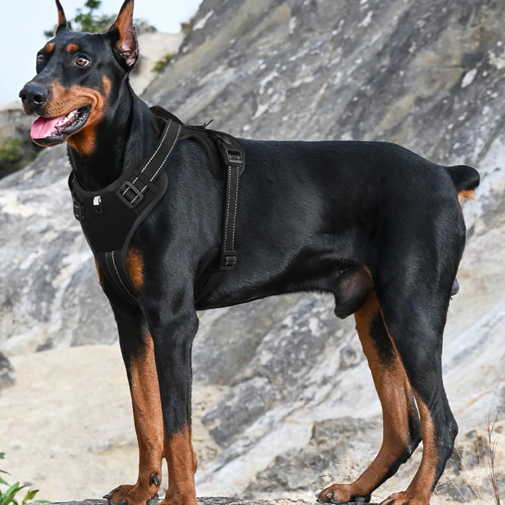 Qpets Rottweiler Dog Belt, Dog Harness for Dogs Medium Size, No-Pull Dog Harness with Handle and Double D Rings Quick Release Buckle Best for Working Training (L, 14-22.5KG)