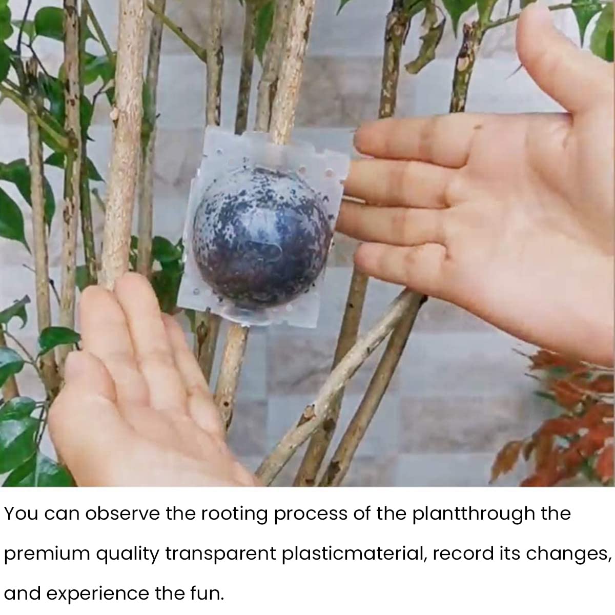 HASTHIP 4pcs Plant Rooting Ball with Secure Locks for Indoor Outdoor Plants, Reusable Plant Rooting Grow Propagation Ball, Rooting Ball Grafting Tools, Grafting Device Root Box for Plants