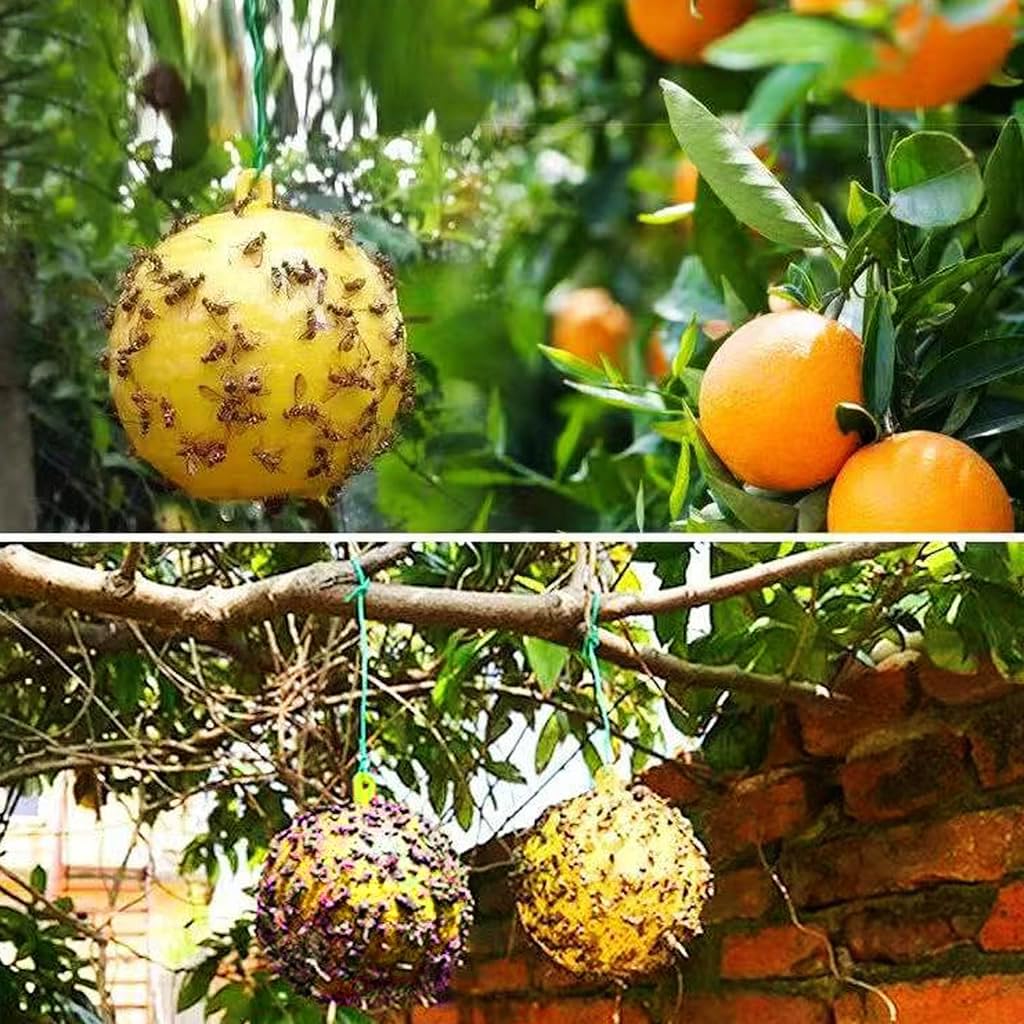 HASTHIP 4Pcs Fruit Fly Trap Sticky Ball Fruit Fly Trapping Ball Hanging Fruit Fly Trapping Ball 3.1 inches Yellow Sticky Fly Trapping Ball for Greenhouse Use, Fruit Tree