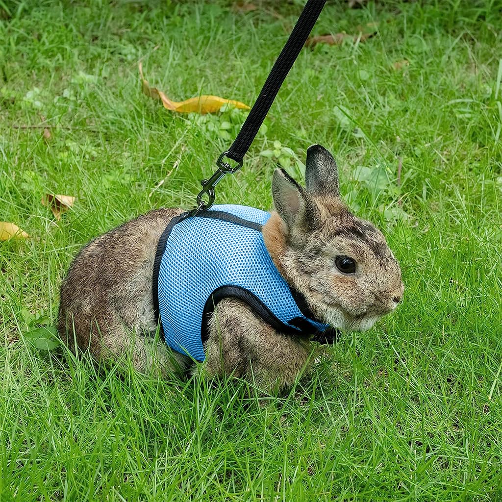 Qpets Rabbit Harness with Leash Breathable Mesh Harness for Rabbit 3.5lbs-6lbs Adjustable Small Pets Harness for Rabbit, Guinea Pigs, Chinchillas (XL, Blue)