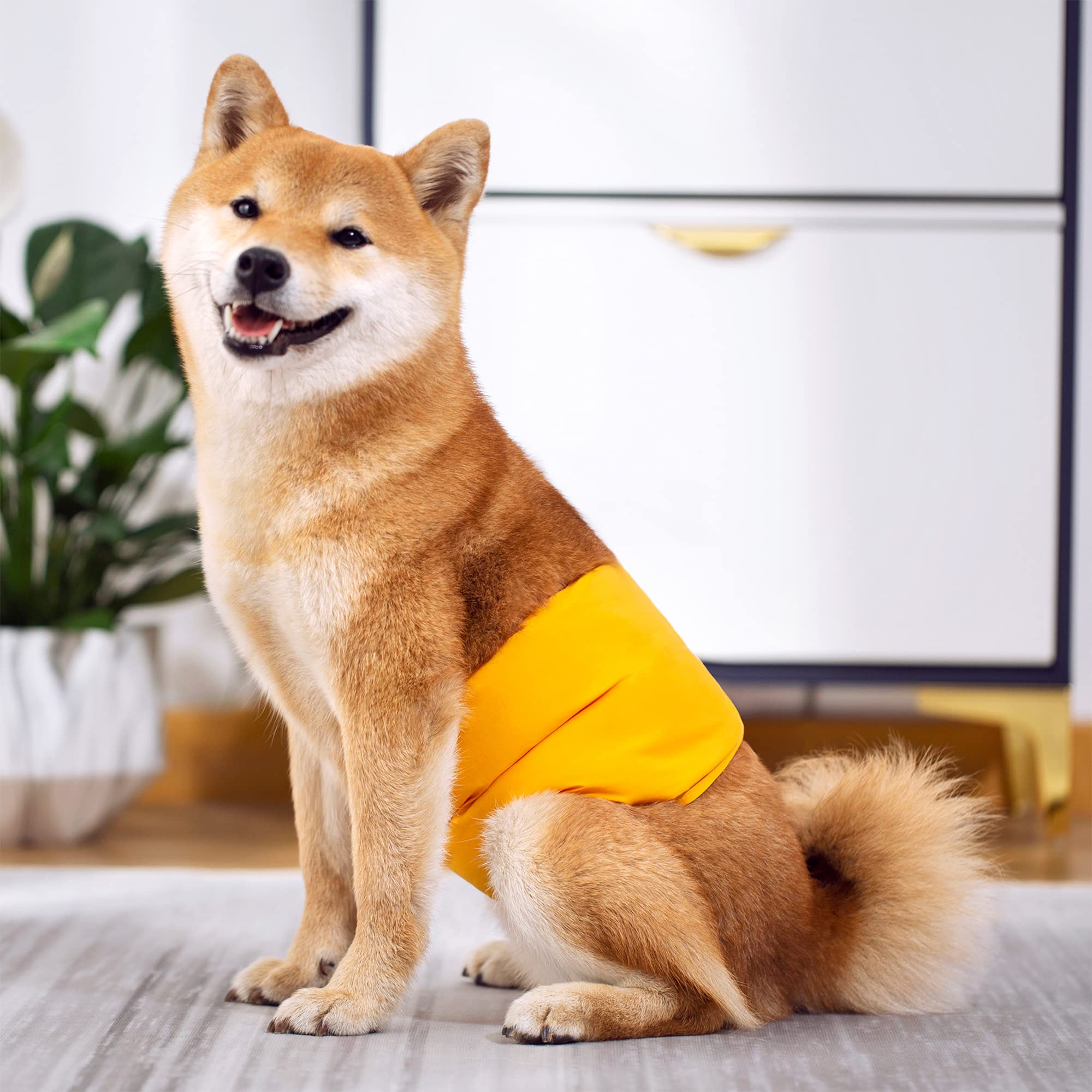 Qpets 2 Pcs Reusable Dog Diapers Male, Pet Waterproof Breathable Dog Diaper Dog Absorbption Cotton Pad Comfort Doggy Diapers for Dog, Puppy(M, Recommended Waist 16''-20'')