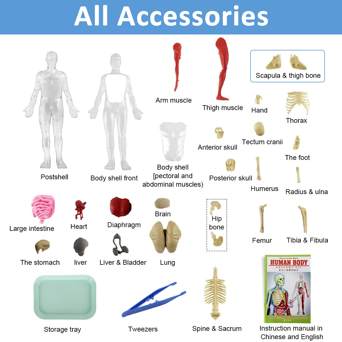 PATPAT 32 Pieces DIY Assembly Human Skeleton Model Organs Models Kit Glow in The Dark Skeleton Toys Kids Educational Biology Class Tool for Kids Age 6+