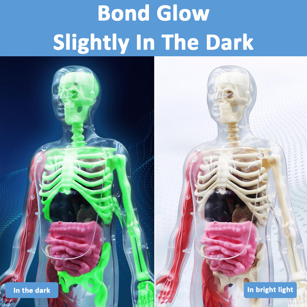 PATPAT 32 Pieces DIY Assembly Human Skeleton Model Organs Models Kit Glow in The Dark Skeleton Toys Kids Educational Biology Class Tool for Kids Age 6+