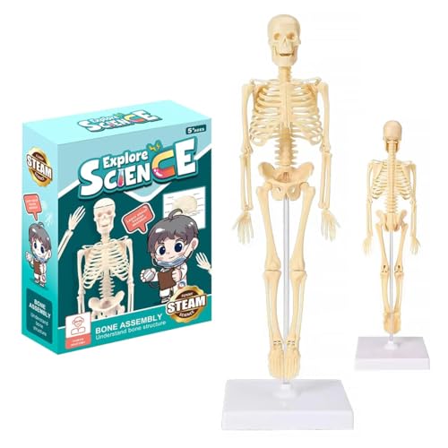 PATPAT® 3D Human Skeletal Model Kids Early Education Skeletal Model Assembly Human Bone Structures Model for Home Decor Halloween Party Fun Decoration Desk Decor