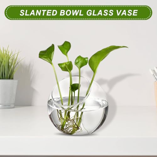HASTHIP® Plant Terrarium Display Glass Tabletop Succulen