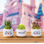 HASTHIP® 3Pcs Ceramic Planters for Succulent with Wooden Tray & Gift Box, 3.1'' Small Ceramic Pot for Balcony Home Indoor & Outdoor, Highly Durable Succulent Pots