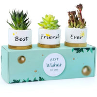 HASTHIP® 3Pcs Ceramic Planters for Succulent with Wooden Tray & Gift Box, 3.1'' Small Ceramic Pot for Balcony Home Indoor & Outdoor, Highly Durable Succulent Pots for Friends Gift