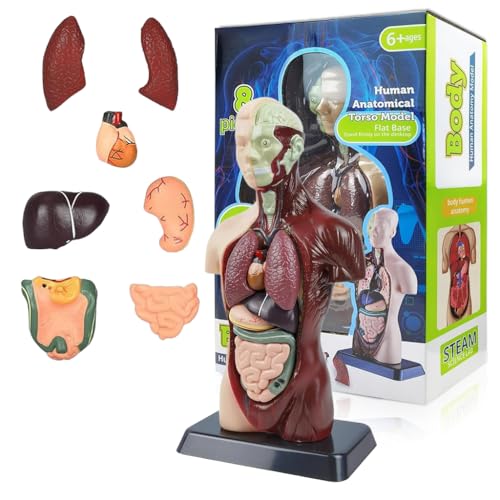 PATPAT® 3D Human Antomy Model Assembly Colorful Torso Construction Model, Removable Internal Organs Parts, Education Tools Human Organs Model Torso Anatomy Model for Demonstration