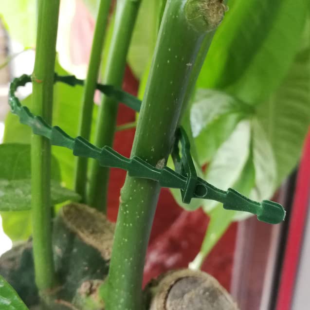 HASTHIP Gardening Plant Ties for Organizing and Labeling | 250pcs 5.9 in Adjustable Nylon