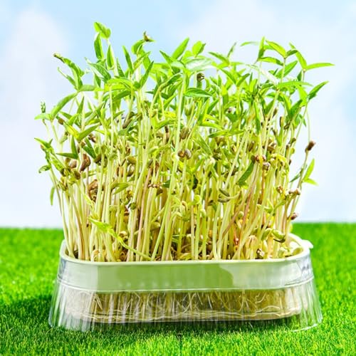 HASTHIP® Seed Sprouter Double Layer Clear Sprouting Box with Drip Tray Multi Use Sprouting Box Cat Grass Planter, 19X12.5cm