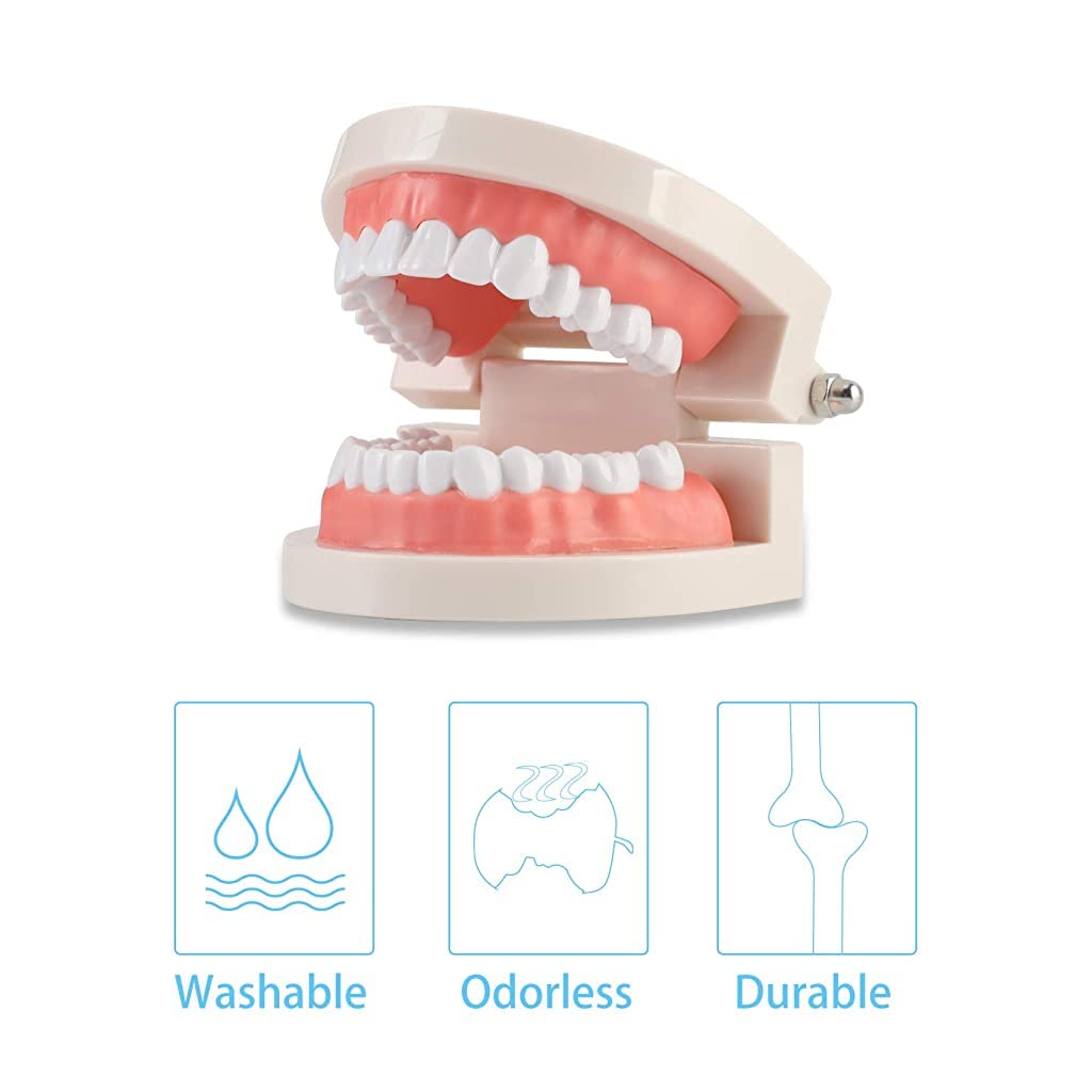ZIBUYU Dental Teeth Model for Teaching Kids Brushing with 1:1 Scale and 180° Jaw | 2PCS
