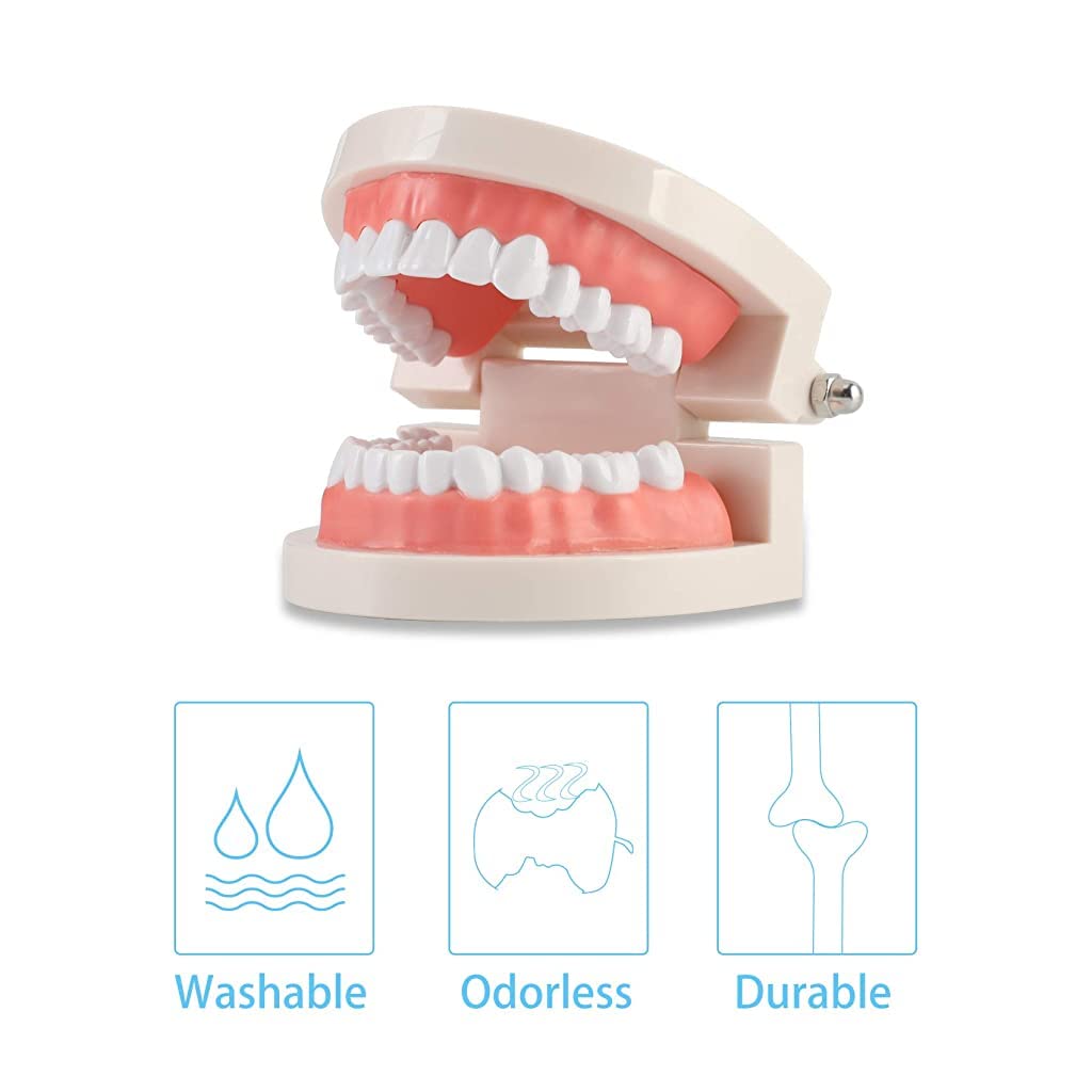 ZIBUYU® Dental Teeth Model Teaching Kids to Brush Standard Dental Teeth Model Dentist Demonstration Denture Model for Studying, Displaying - 1