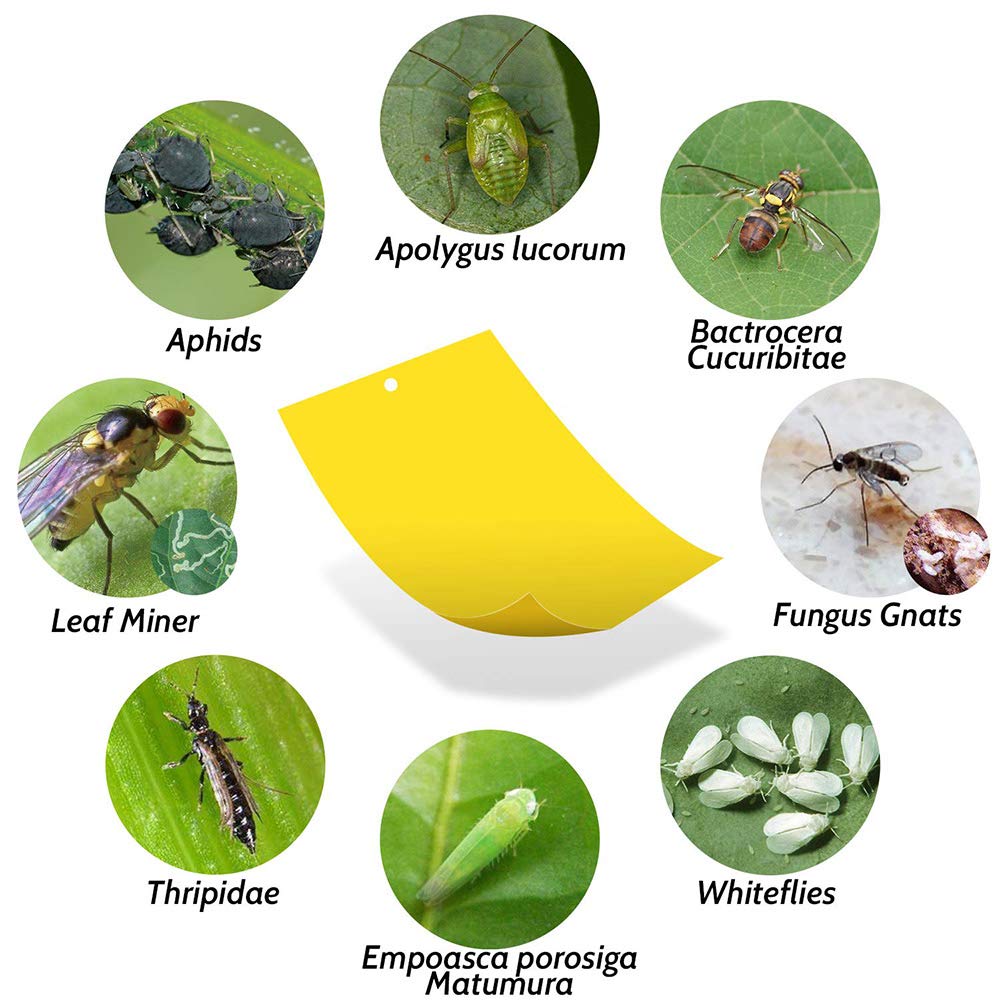Optifit Fly Trap Kit 100 pcs 26 x 19 cm for Indoor and Greenhouse Use | Pesticide Free Sticky Trap