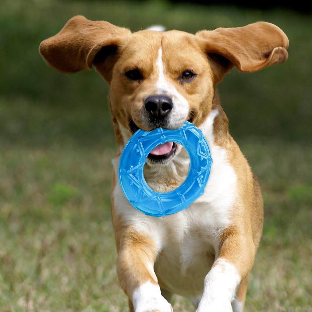 Qpets Dog Chew Toy for Summer Cooling with 5 in Circular Water Ring | Food Grade TPR