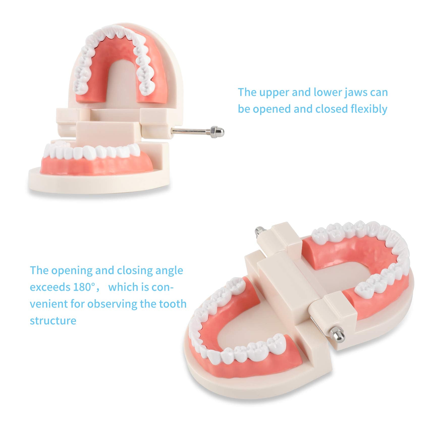 ZIBUYU Dental Teeth Model for Teaching Kids Brushing with 1:1 Scale and 180° Jaw | 2PCS