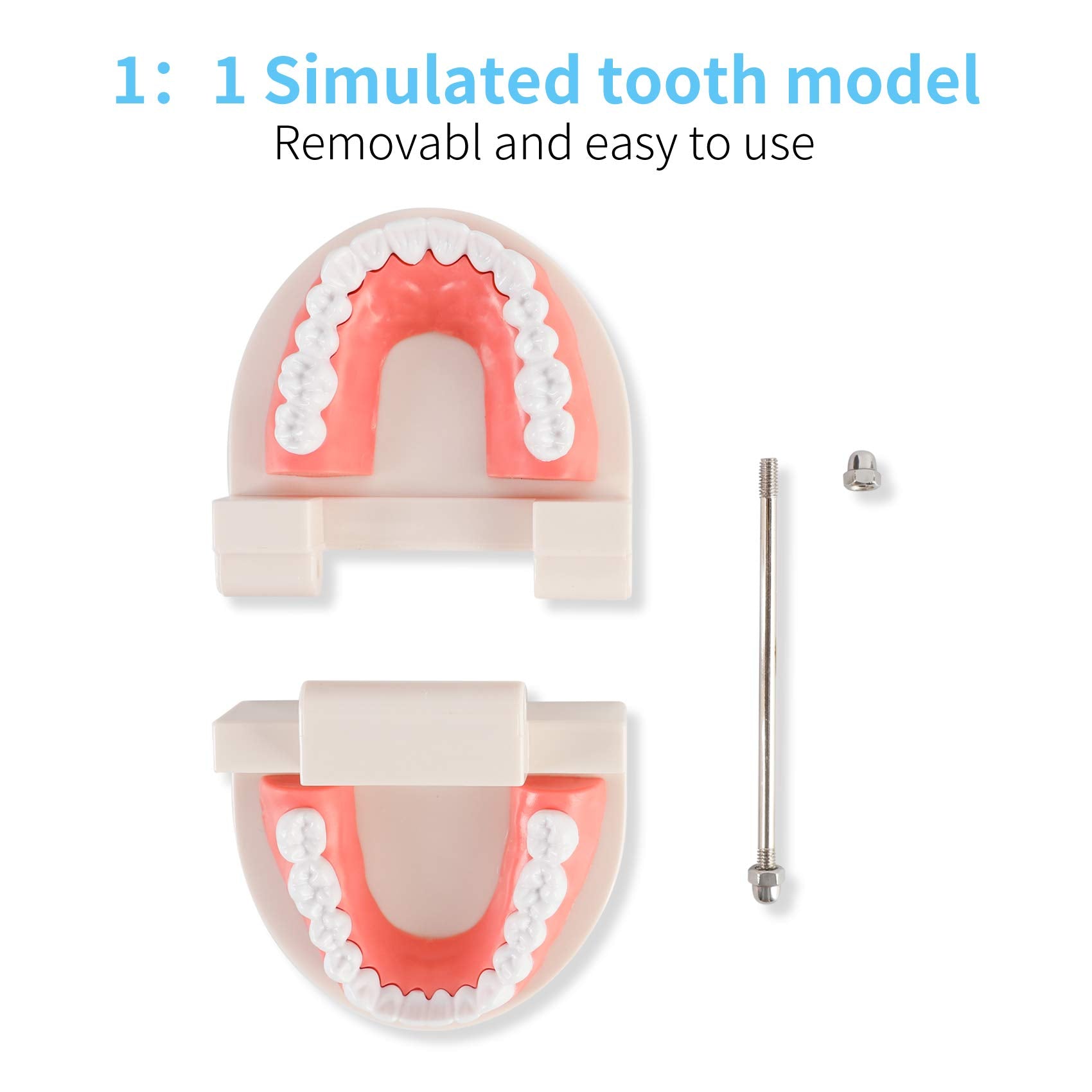 ZIBUYU Dental Teeth Model for Kids Teaching and Dentist Study with 1:1 Scale and 180° Movable Jaws