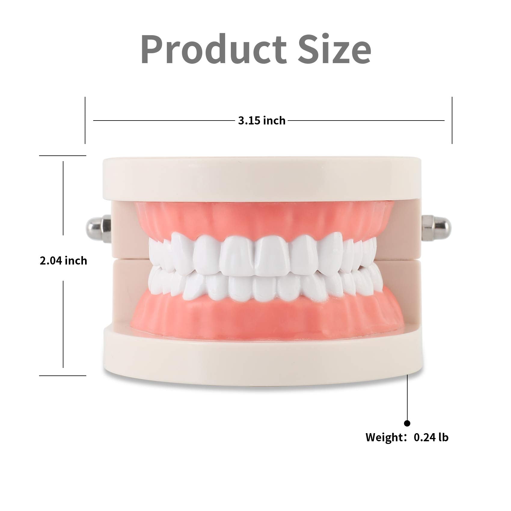 ZIBUYU Dental Teeth Model for Teaching Kids Brushing with 1:1 Scale and 180° Jaw | 2PCS