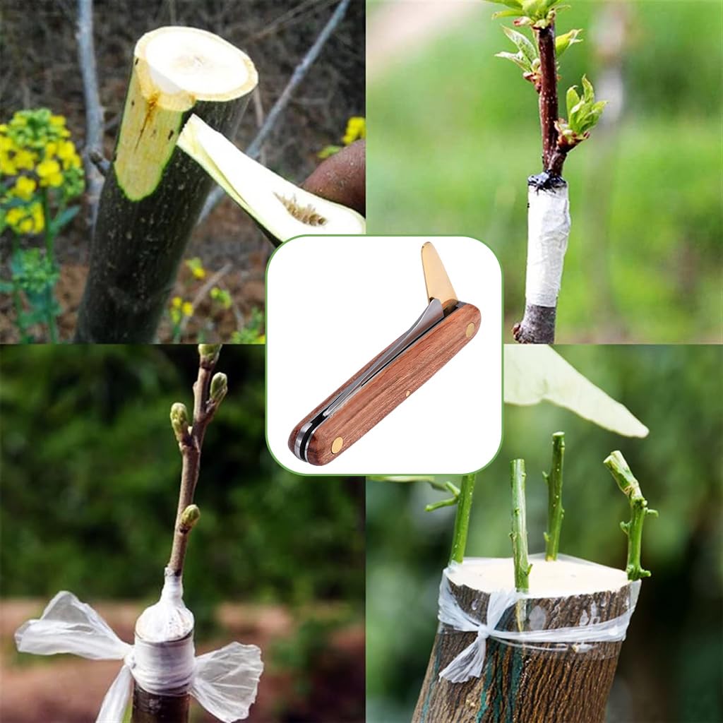 HASTHIP Grafting Cutter for Plants with Dual Blade and Rosewood Handle | Foldable Stainless Steel Budding Tool