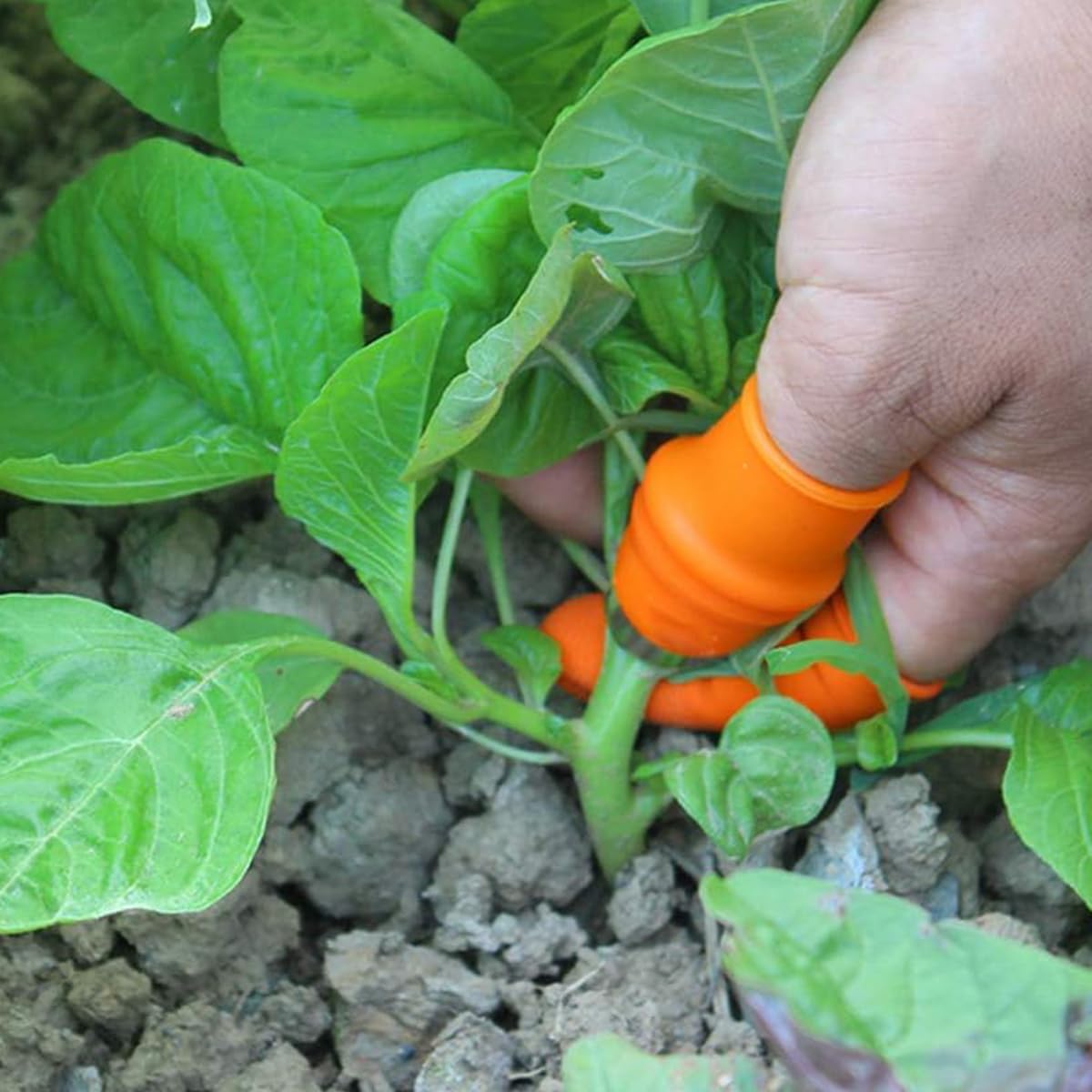 HASTHIP 2Pcs Stainless Steel Thumb Cutter, Gardening Mini Branch Cutter, Multi Purpose Thumb Cutter with 10Pcs Silicone Finger Protector for Harvesting, Plants Picking, Trimming