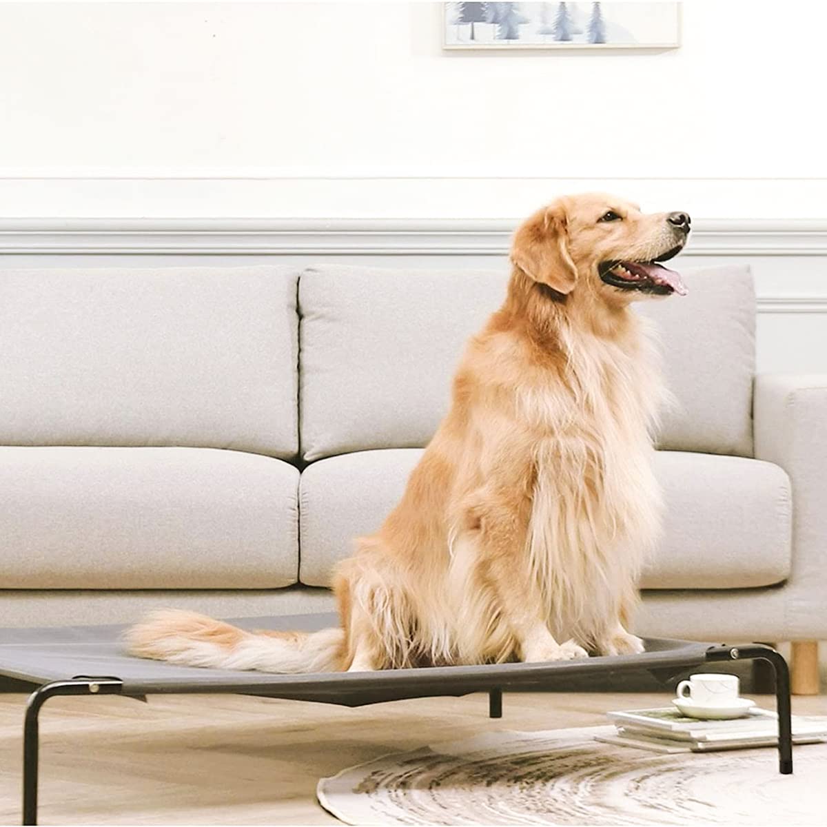Qpets Dog Bed for Indoor and Outdoor Use with 43×32×8 in Mesh Frame | Supports 40 kg
