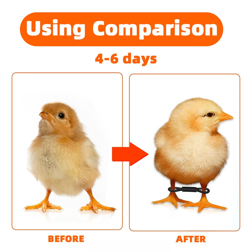 ZIBUYU Chicken Leg Loops for Chick Splay Leg Correction featuring Figure 8 Design | 100pcs