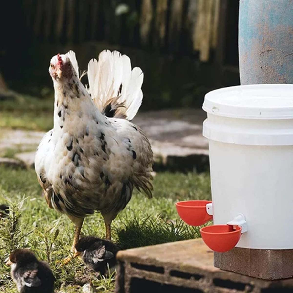 HASTHIP Pack of 5 Chicken Drinking Cup On Barrel Chicken Feeder and Drinker Auto Refill Water Chicken Duck Drinker Chicken Water Cup for Poultry Poultry Farm Equipment