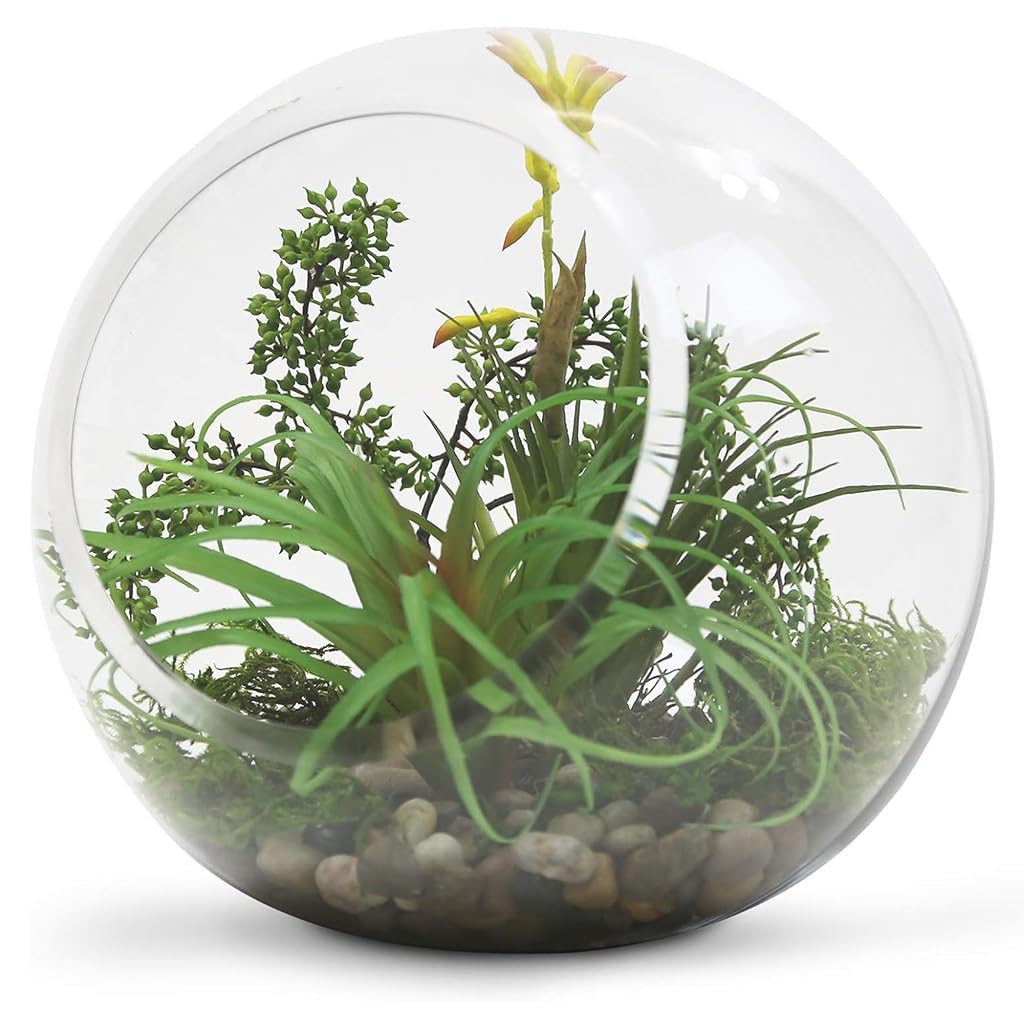 HASTHIP Glass Terrarium Container for DIY Mini Plant Display with Angled Opening | Clear Spherical Vase for Home Décor