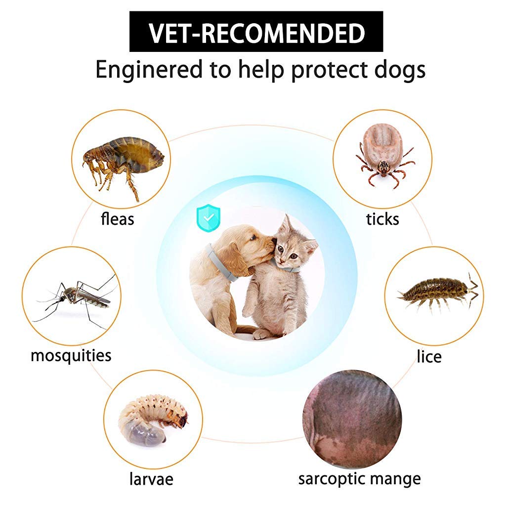 Qpets  Flea and Tick Collar - 8 Month Protection Adjustable Waterproof Collar for Dog Puppy Kitten Cats, Natural & Safe Efficiently Repell Locust Lice of Pets (for Dog and Cat) (Grey)