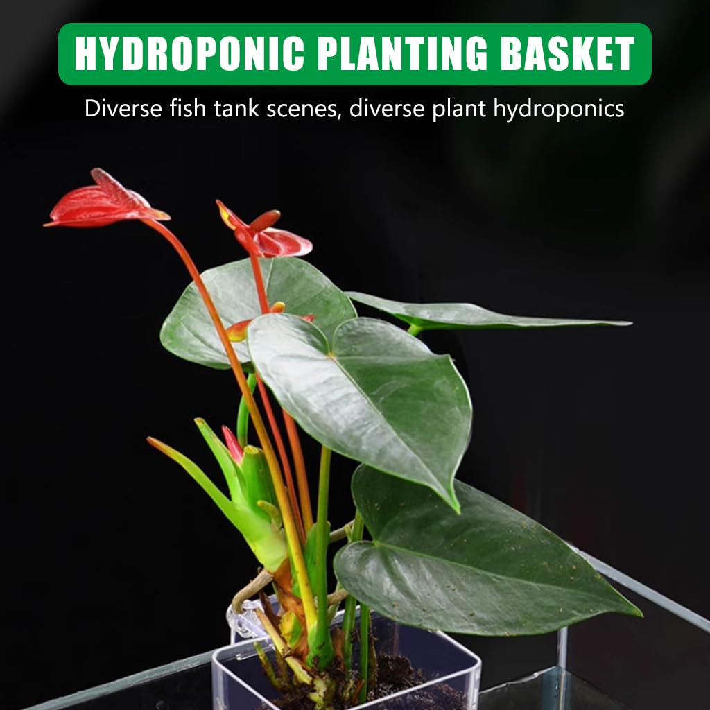 Qpets Aquarium Plant Holder for Fish Tanks featuring Screw Fixed Mount and Draining Holes 8×8×5.7 cm | Clear Acrylic Basket for Freshwater and Saltwater Aquariums