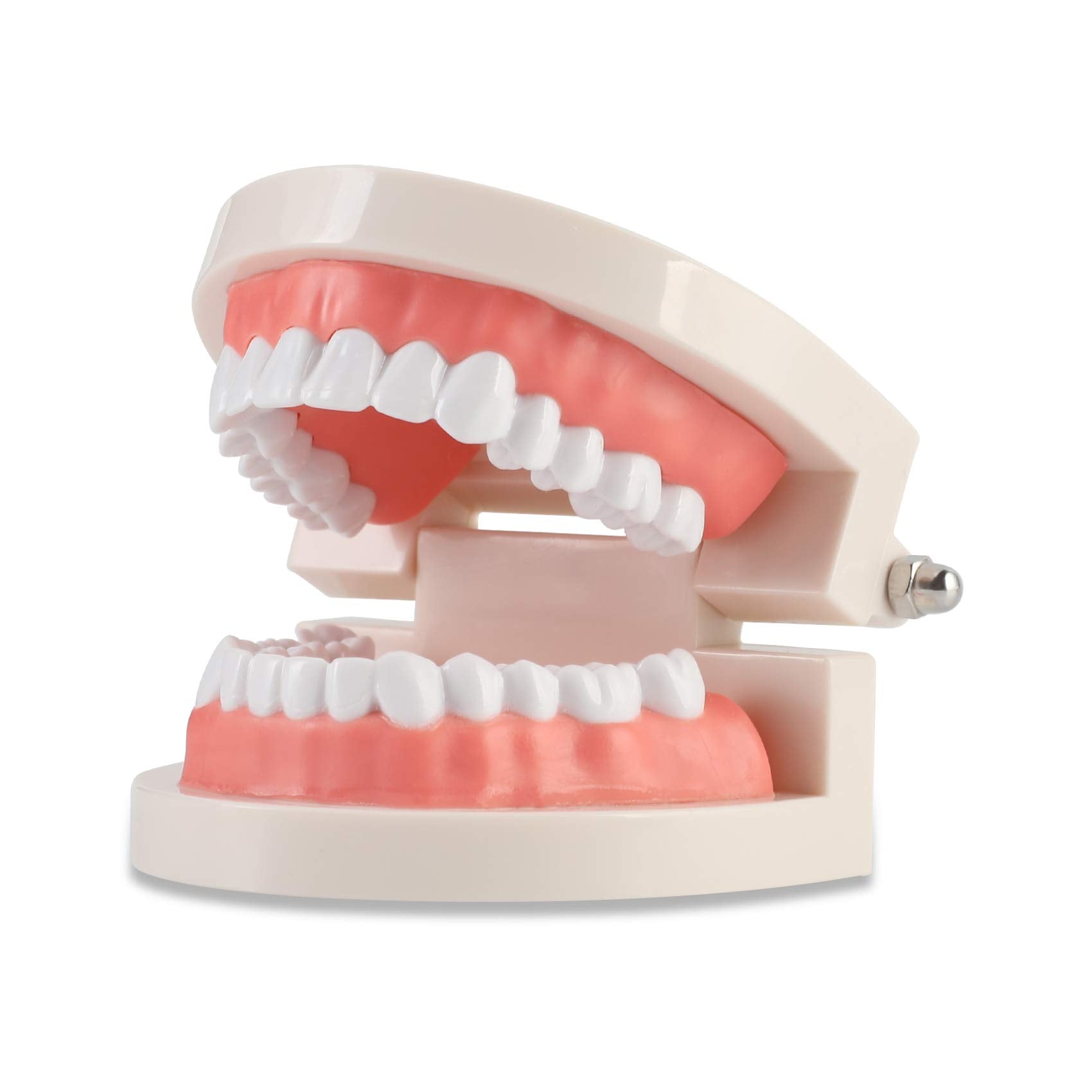 ZIBUYU® Dental Teeth Model Teaching Kids to Brush Standard Dental Teeth Model Dentist Demonstration Denture Model for Studying, Displaying - 1