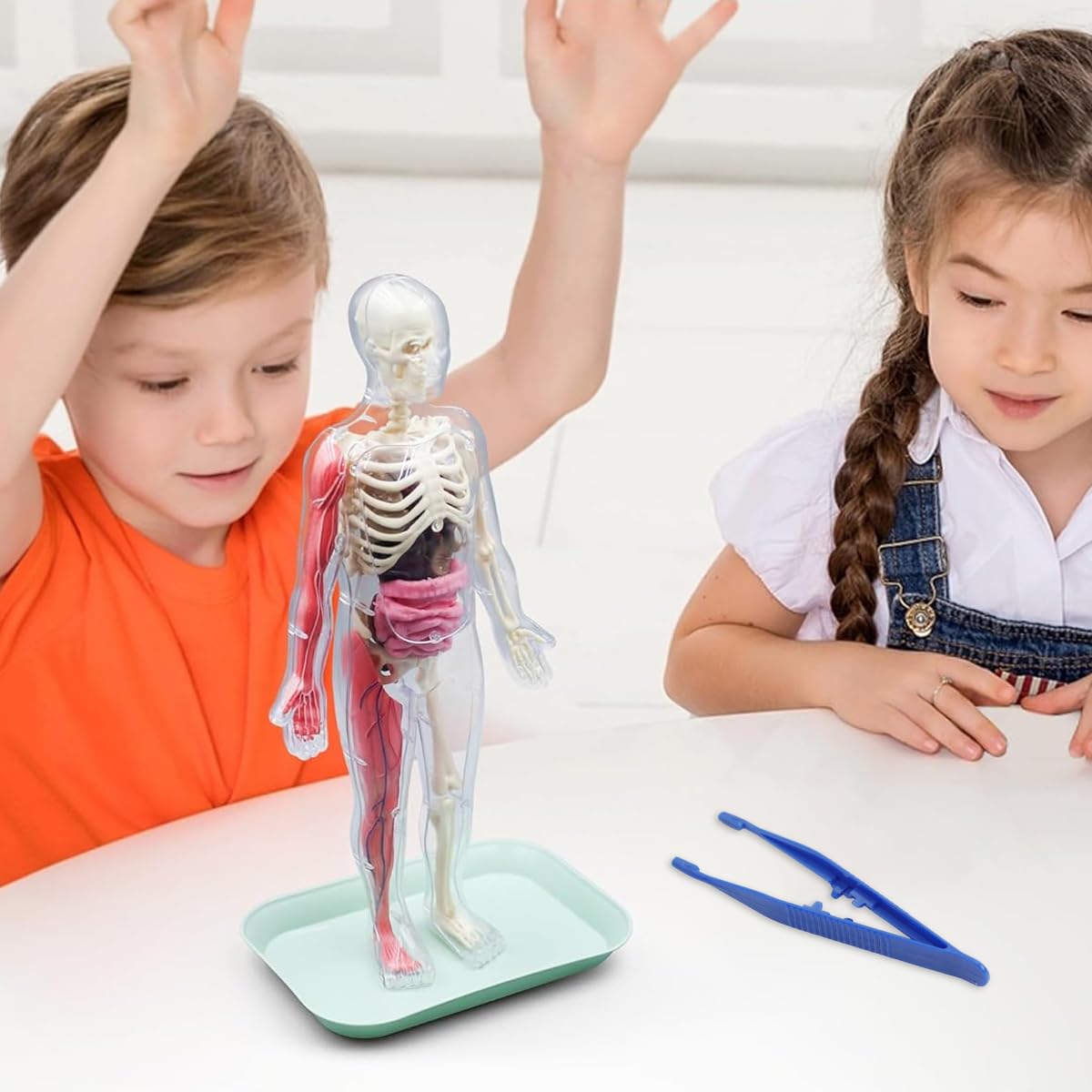 PATPAT Human Skeleton Model Kit for Kids with 32pcs Glow in the Dark Bones | ABS Build