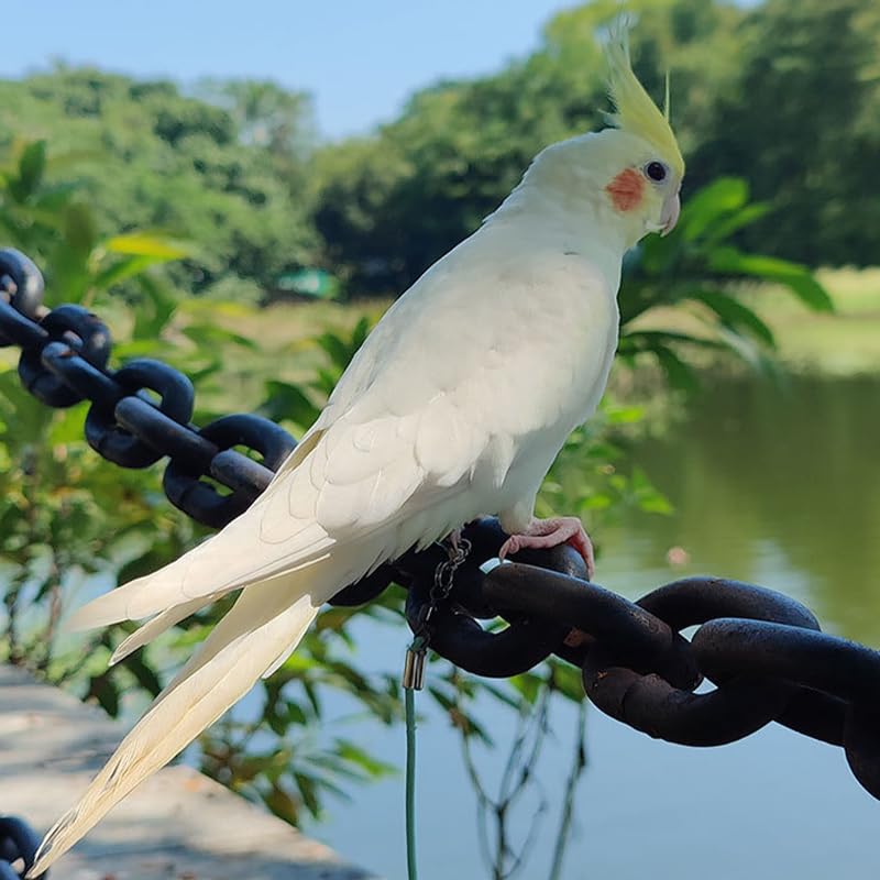 ZIBUYU Parrot Leash for Outdoor Flight Training with 7.5mm Elastic Cord and Stainless Steel Hook | Includes 2 Ropes and 2 Rings