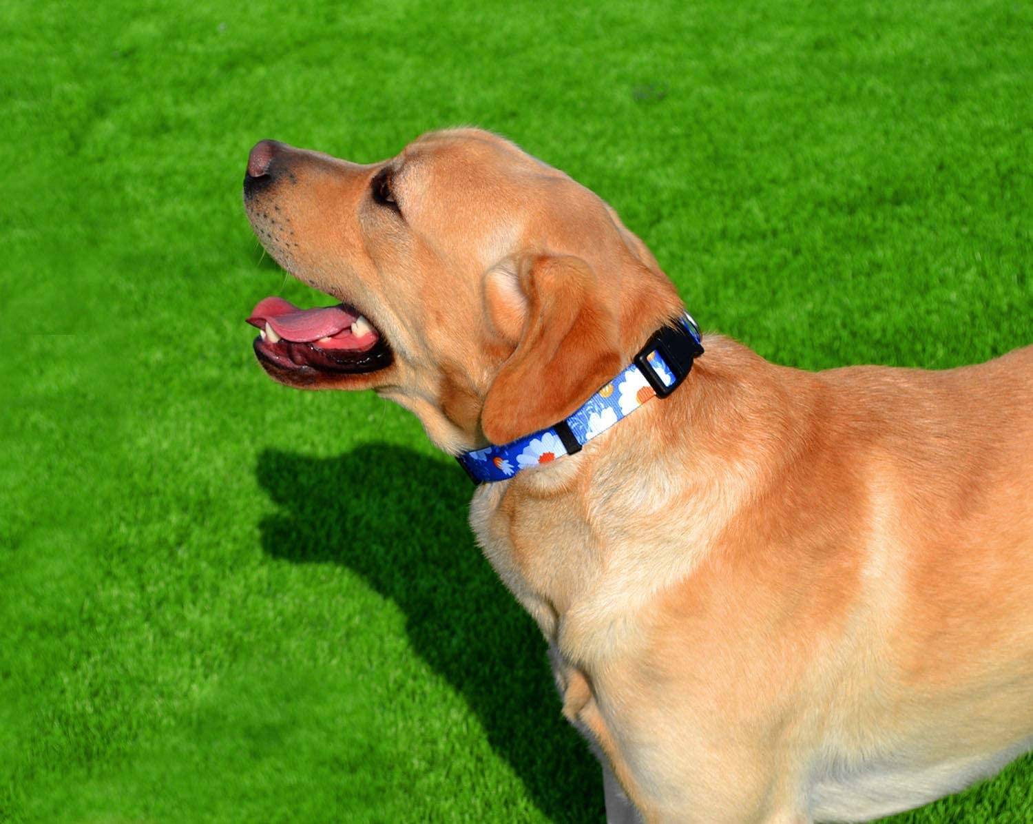 Qpets Dog Collar for Small Medium and Large Breeds with Safety Buckle & D Ring | 3 PCS Adjustable Nylon Patterned Set Size L 40 60cm