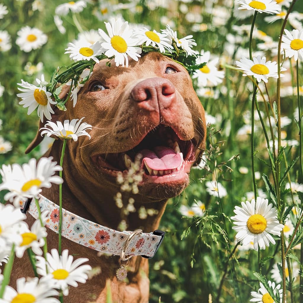 Qpets Floral Dog Collar for Small to Medium Dogs featuring Daisy Pendant Charm and Metal D Ring | Adjustable 32–50cm Soft Fabric