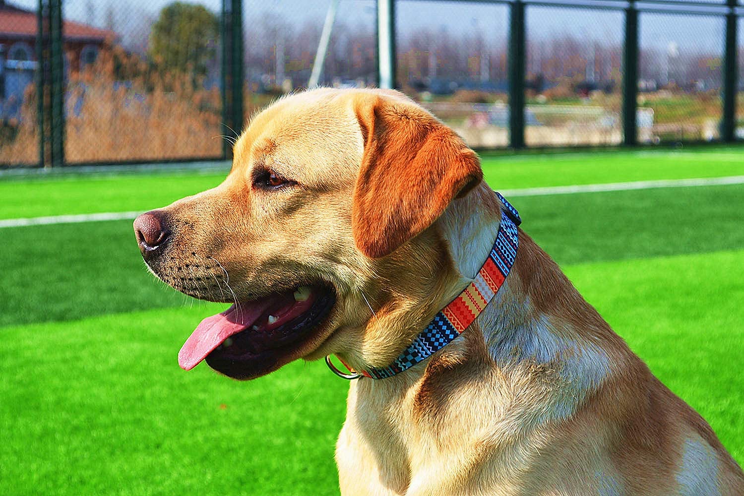 Qpets Dog Collar for Small Medium Large Dogs with Safety Buckle & D-ring | 40–60cm Adjustable Nylon