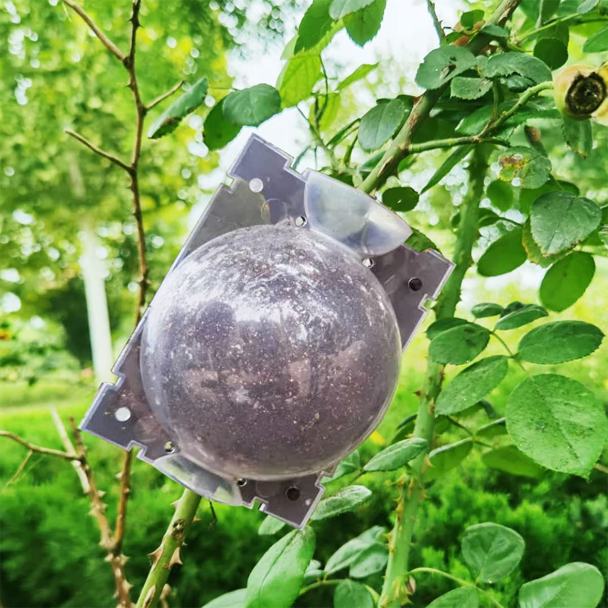 HASTHIP Plant Rooting Ball Set for Air Layering with Secure Locks 4pcs 8cm PP Plastic | Transparent Reusable Propagation Pods for Indoor and Outdoor Plants