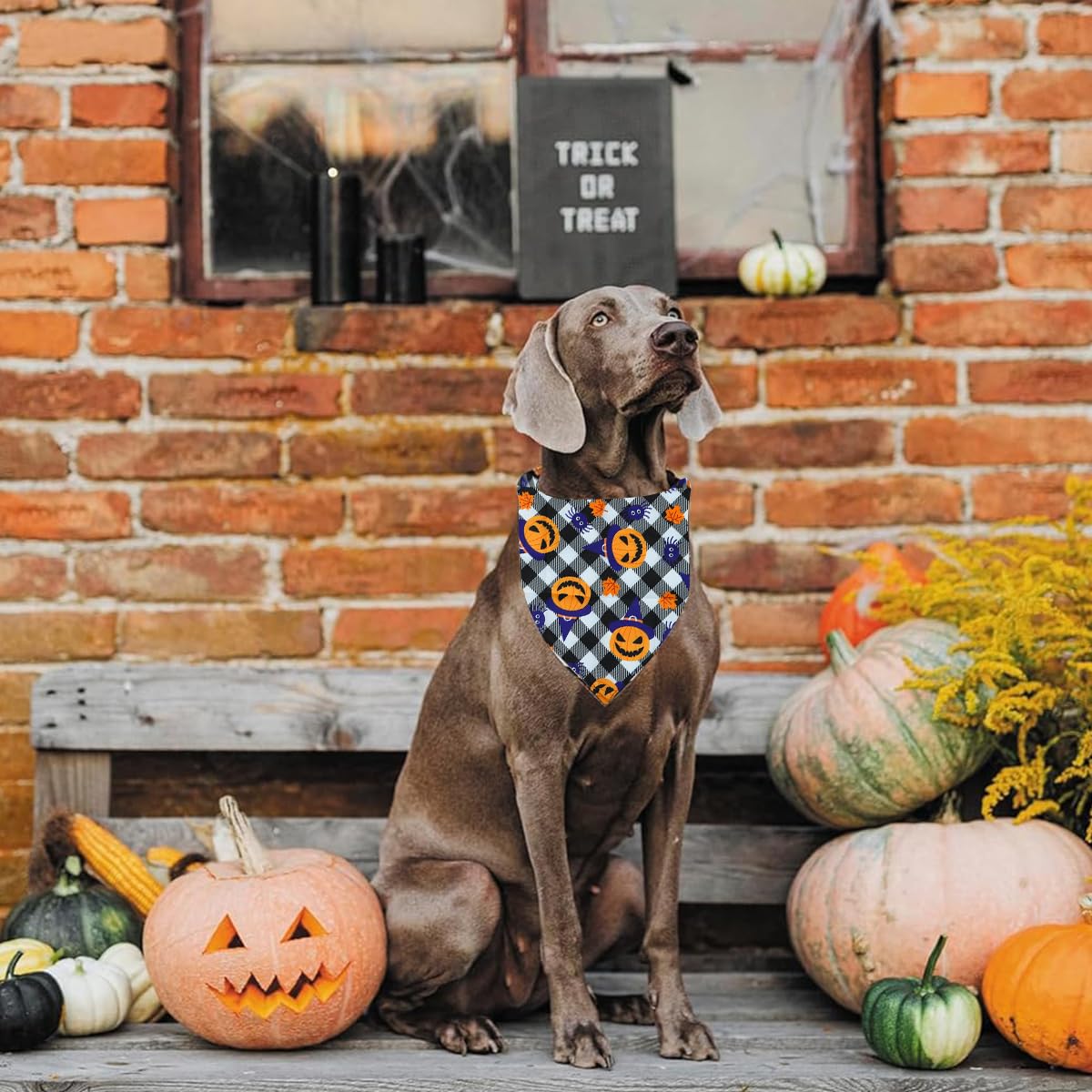 Qpets Halloween Dog Bandanas for Festive Parties with Pumpkin and Ghost Prints | 2Pack Adjustable Polyester Scarves for Small Medium Dogs