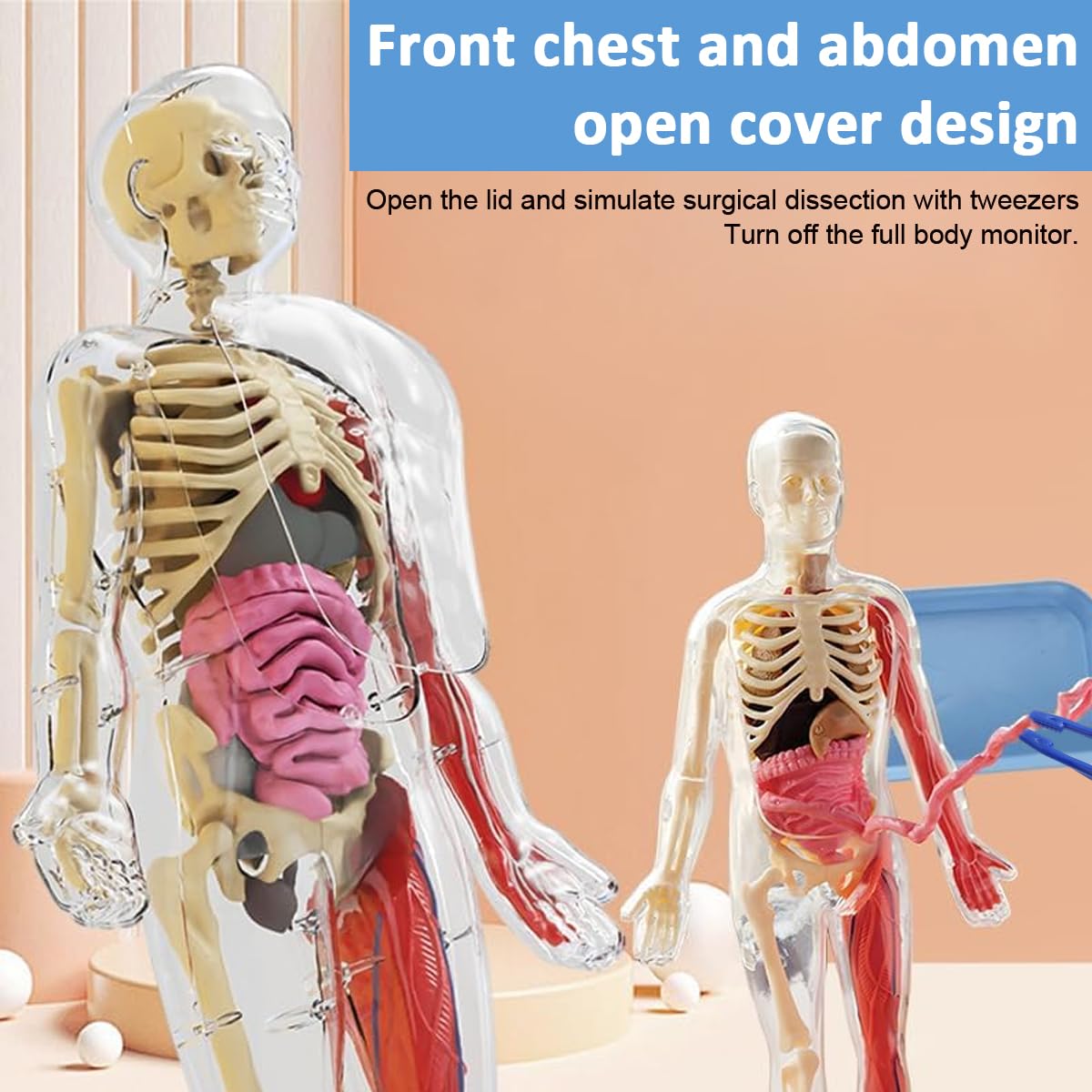PATPAT Human Skeleton Model Kit for Kids with 32pcs Glow in the Dark Bones | ABS Build