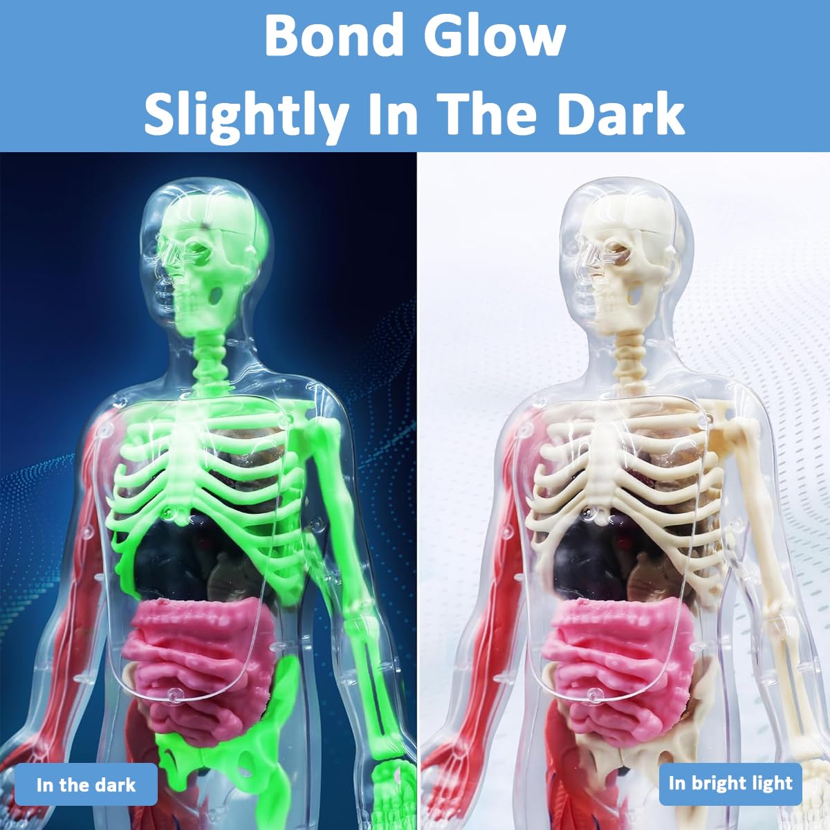 PATPAT Human Skeleton Model Kit for Kids with 32pcs Glow in the Dark Bones | ABS Build