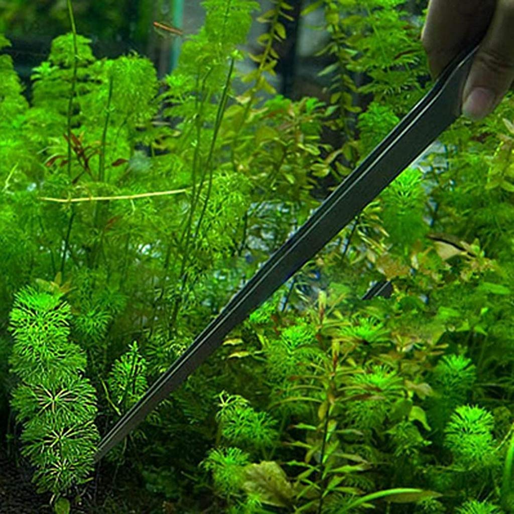 HASTHIP Tweezers for Aquarium with 27cm Curved Tip featuring Ergonomic Design & Stainless Steel | Ideal for Plant and Shrimp Tank Maintenance